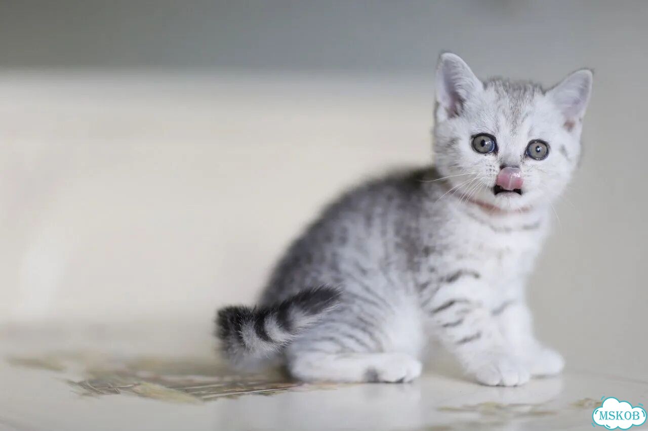 Шотландский вислоухий короткошёрстный котёнок фото 9
