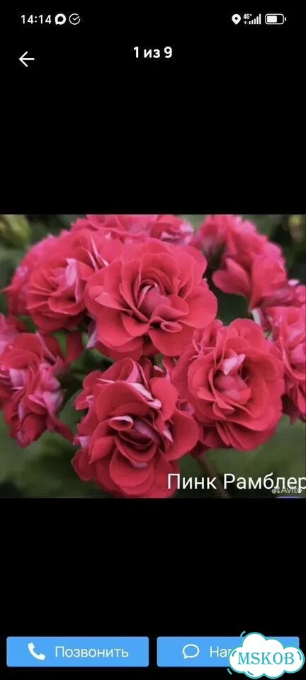 Пеларгония сортовая срез фото 1