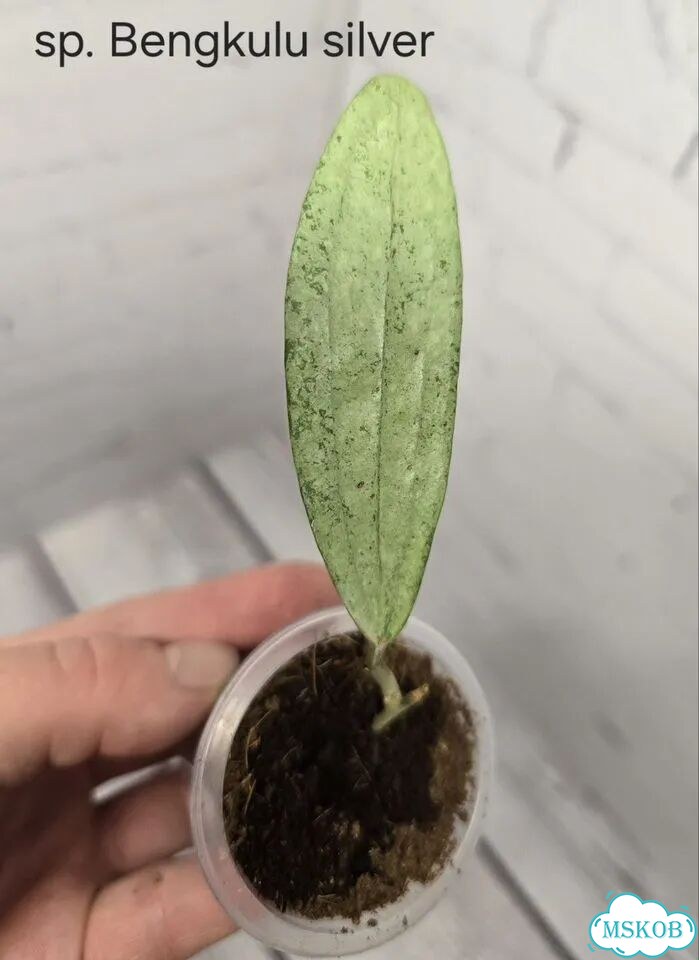 Хойя sp. Bengkulu silver фото 1