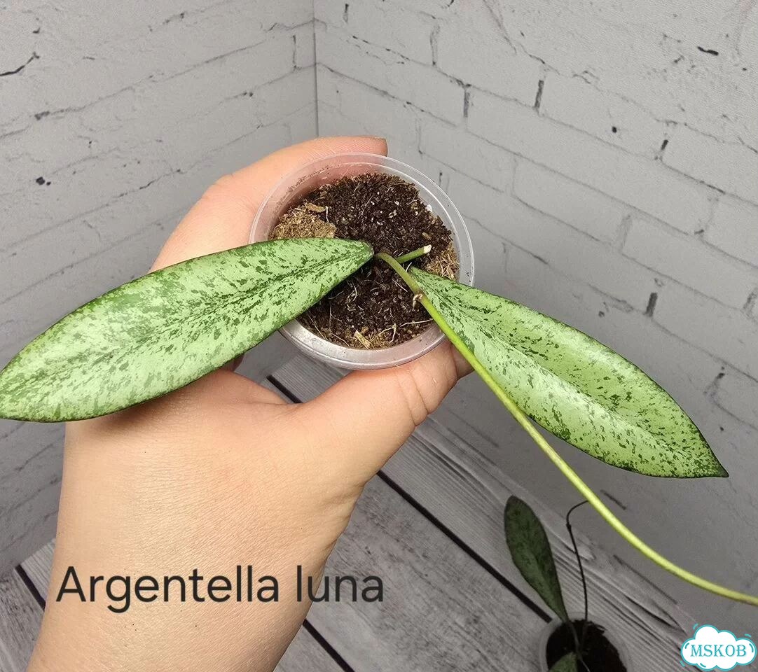 Хойя argentella luna фото 1