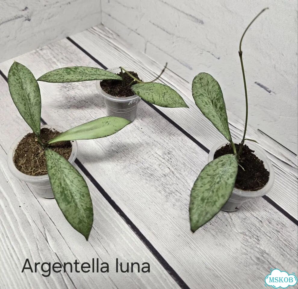 Хойя argentella luna фото 2