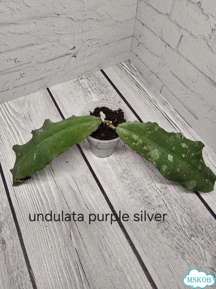 Хойя Undulata silver purple фото 1