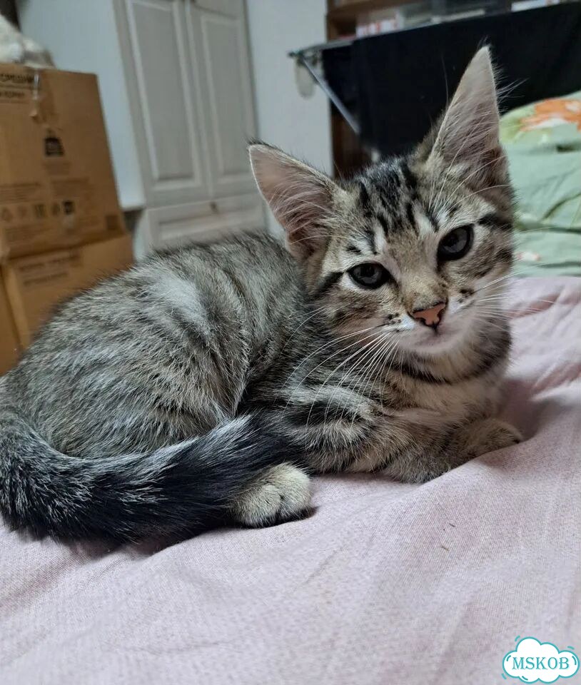 Котёнок от частного владельца фото 1