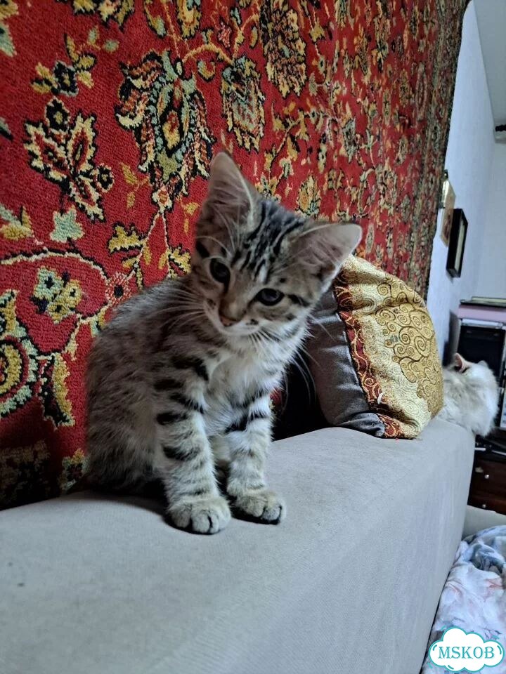 Котёнок от частного владельца фото 2