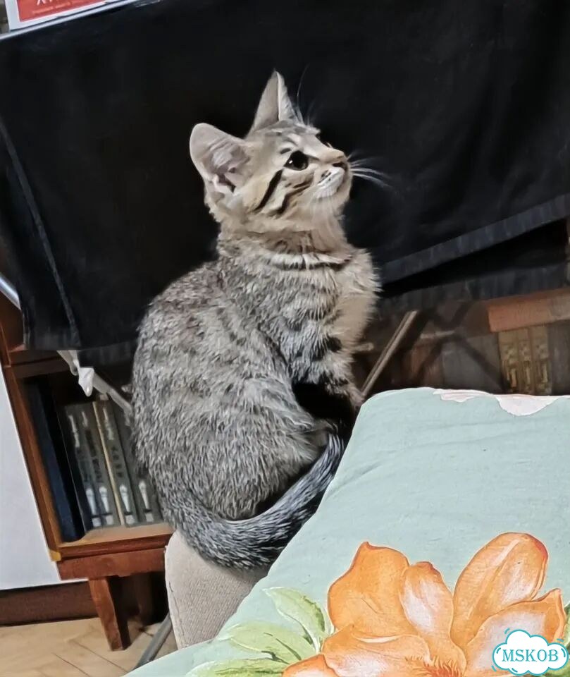 Котёнок от частного владельца фото 3