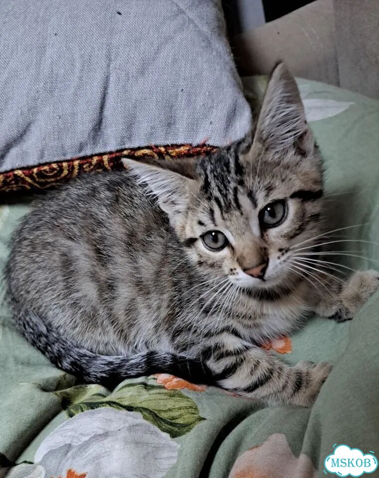 Котёнок от частного владельца фото 4