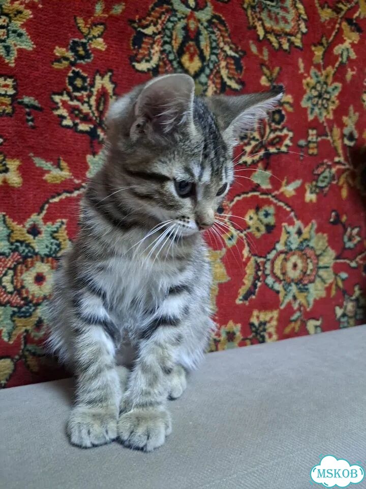 Котёнок от частного владельца фото 5