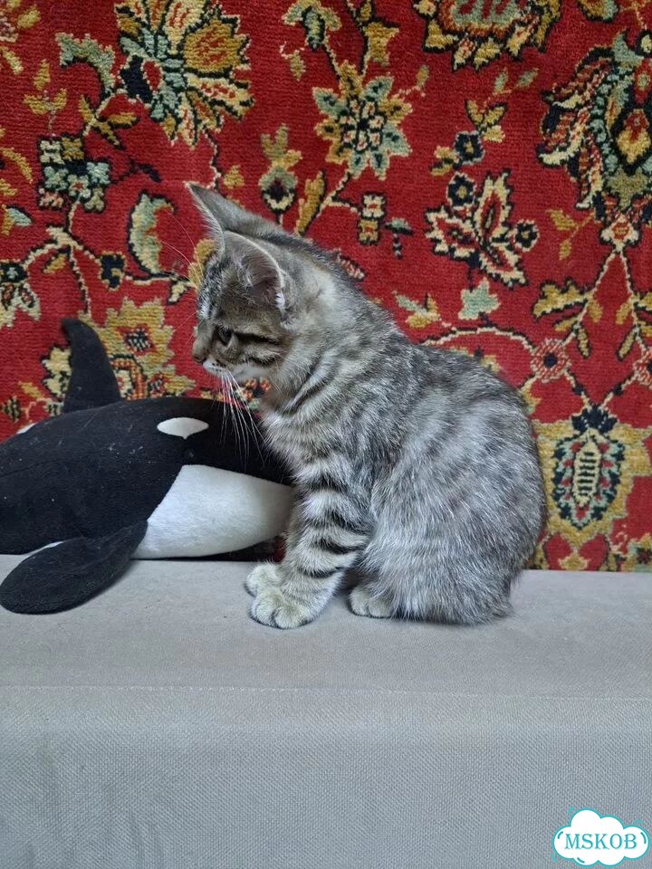 Котёнок от частного владельца фото 6