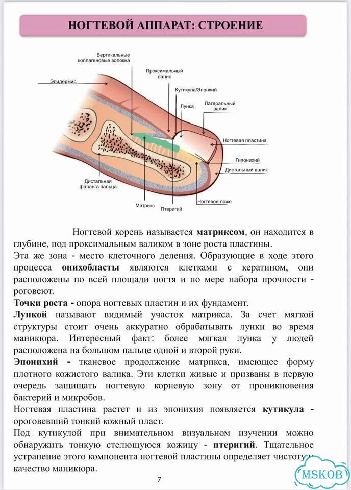 Методическое пособие по маникюру фото 2