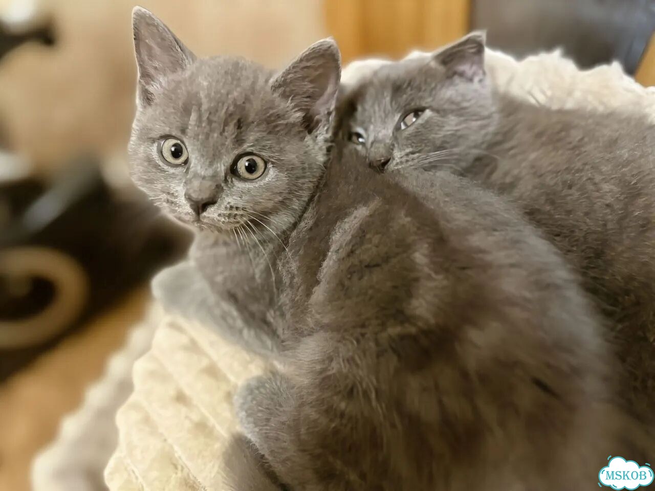 Британский длинношёрстный котёнок фото 2