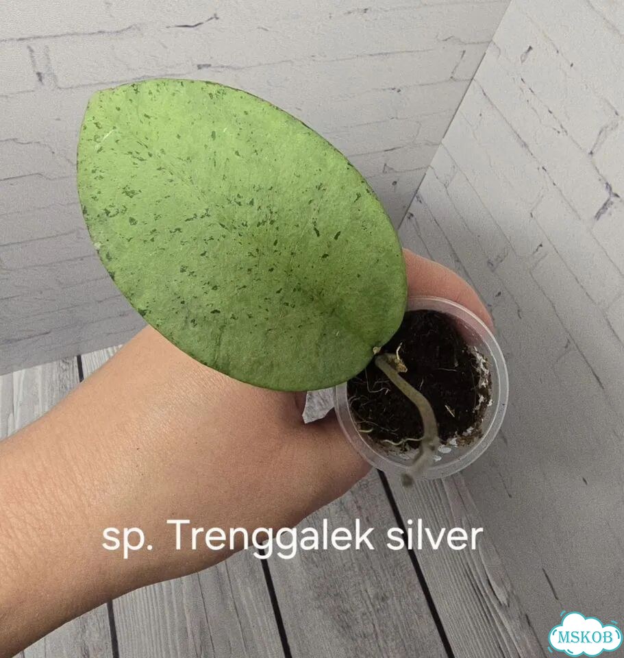 Хойя sp trenggalek silver фото 1