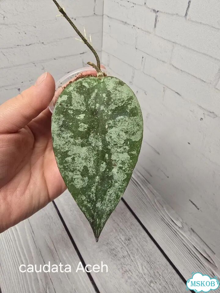 Хойя caudata Aceh фото 2