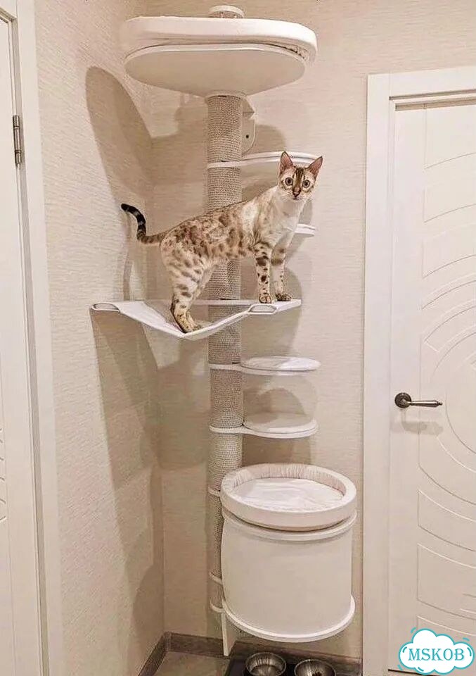 Когтеточка фото 2