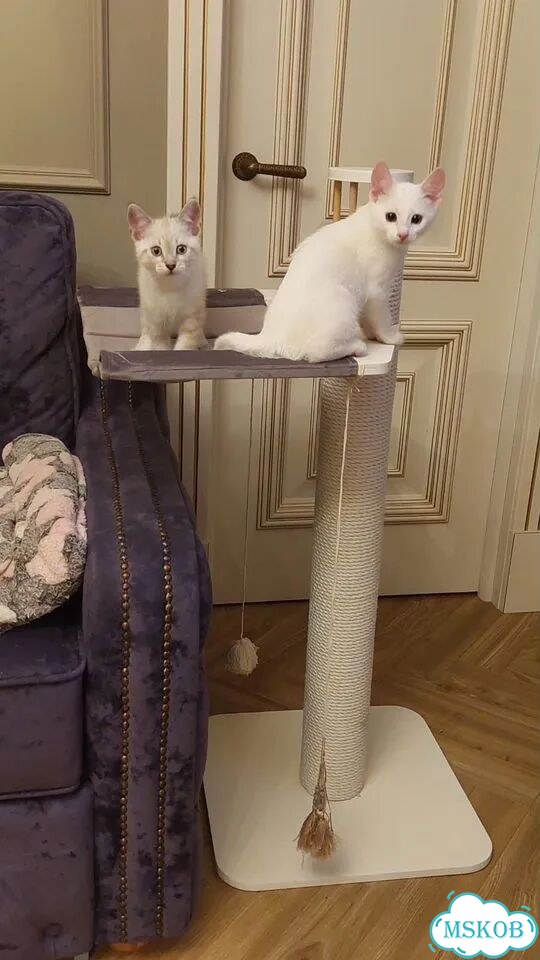 Когтеточка фото 4
