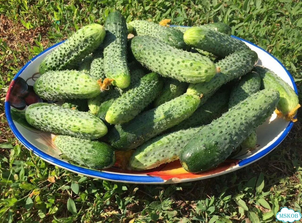 Огурцы свежие из деревни фото 1