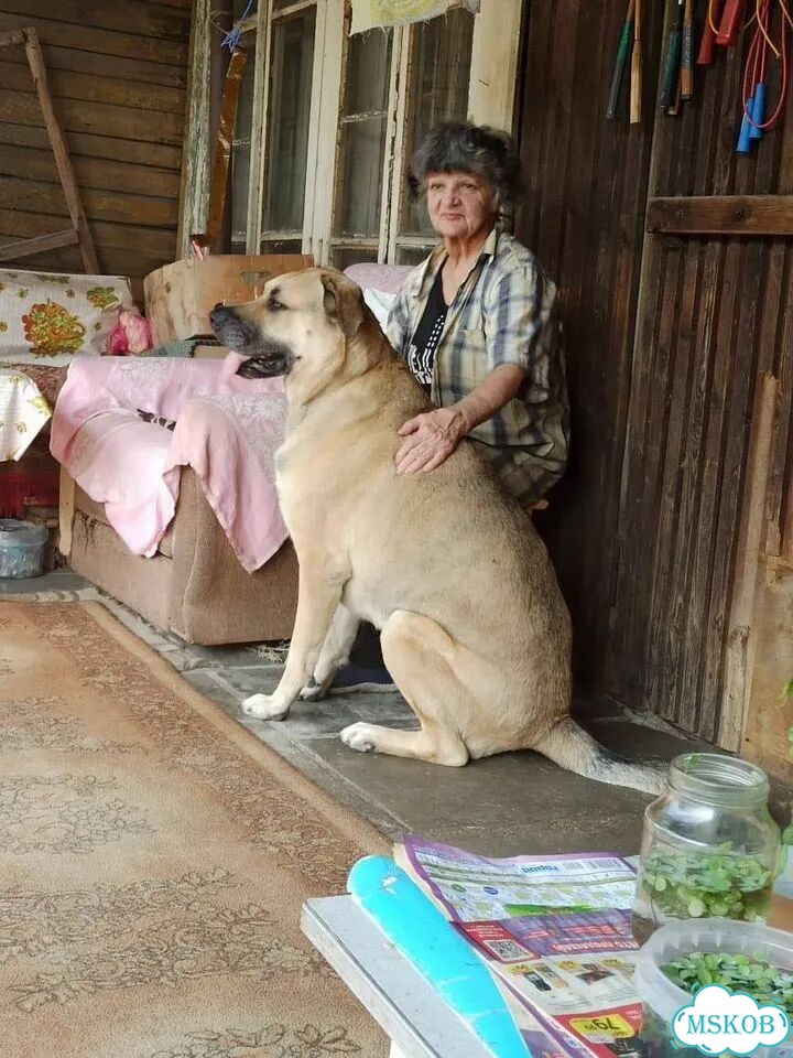 Взрослый пёс в добрые руки фото 1