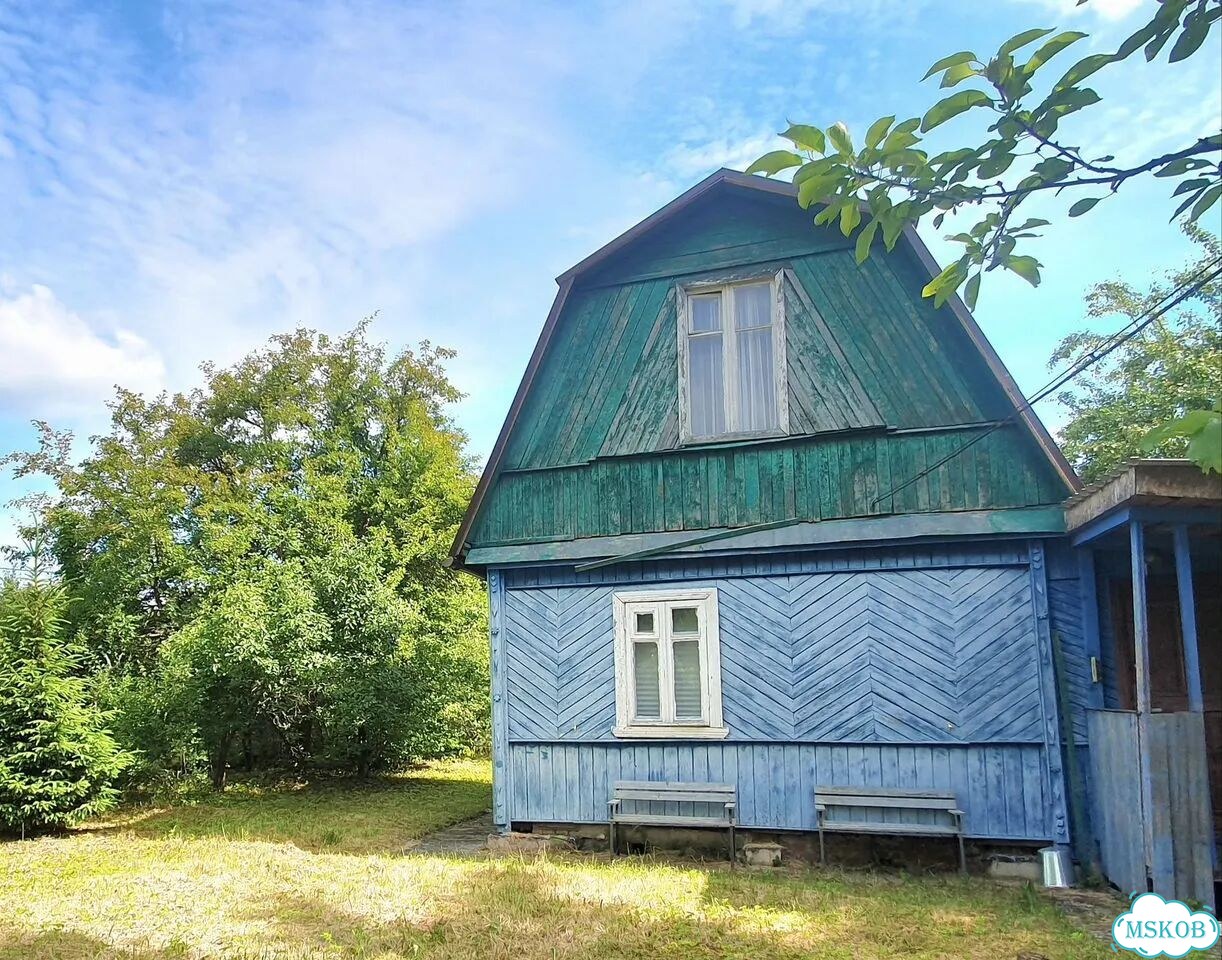 Бишон фризе, щенок фото 3