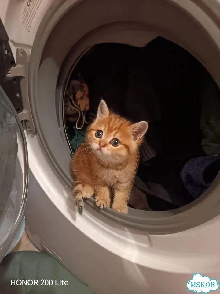 Шотландский прямоухий короткошёрстный котёнок фото 1
