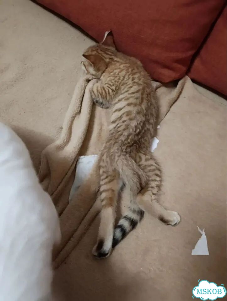 Шотландский прямоухий короткошёрстный котёнок фото 2
