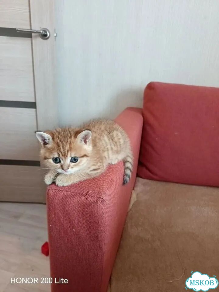 Шотландский прямоухий короткошёрстный котёнок фото 3