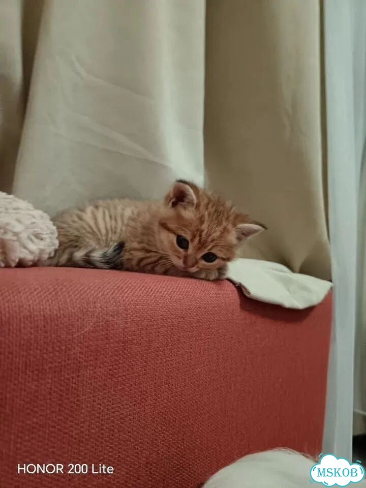 Шотландский прямоухий короткошёрстный котёнок фото 4