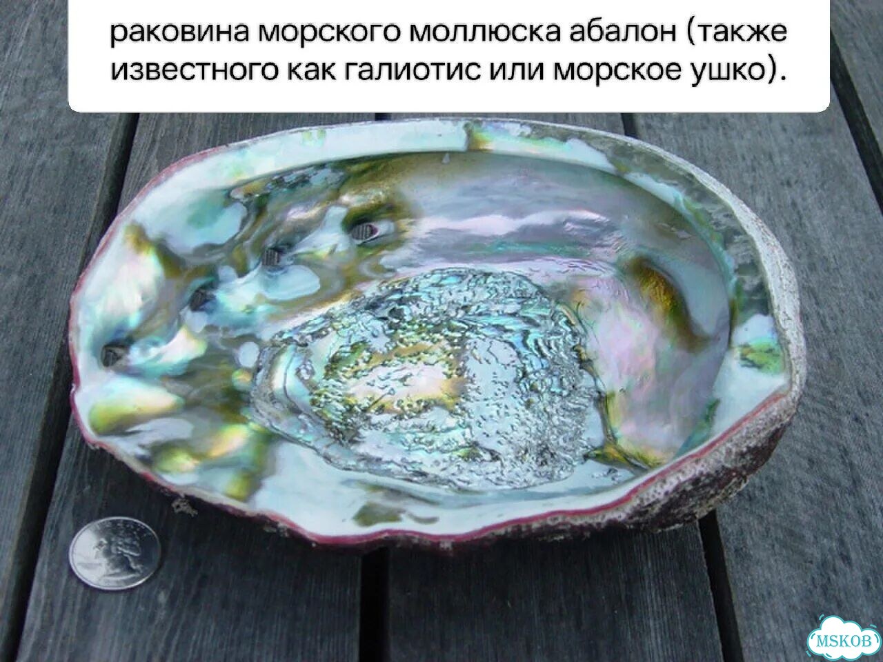 Кольцо из гелиотиса натуральный перламутр фото 11