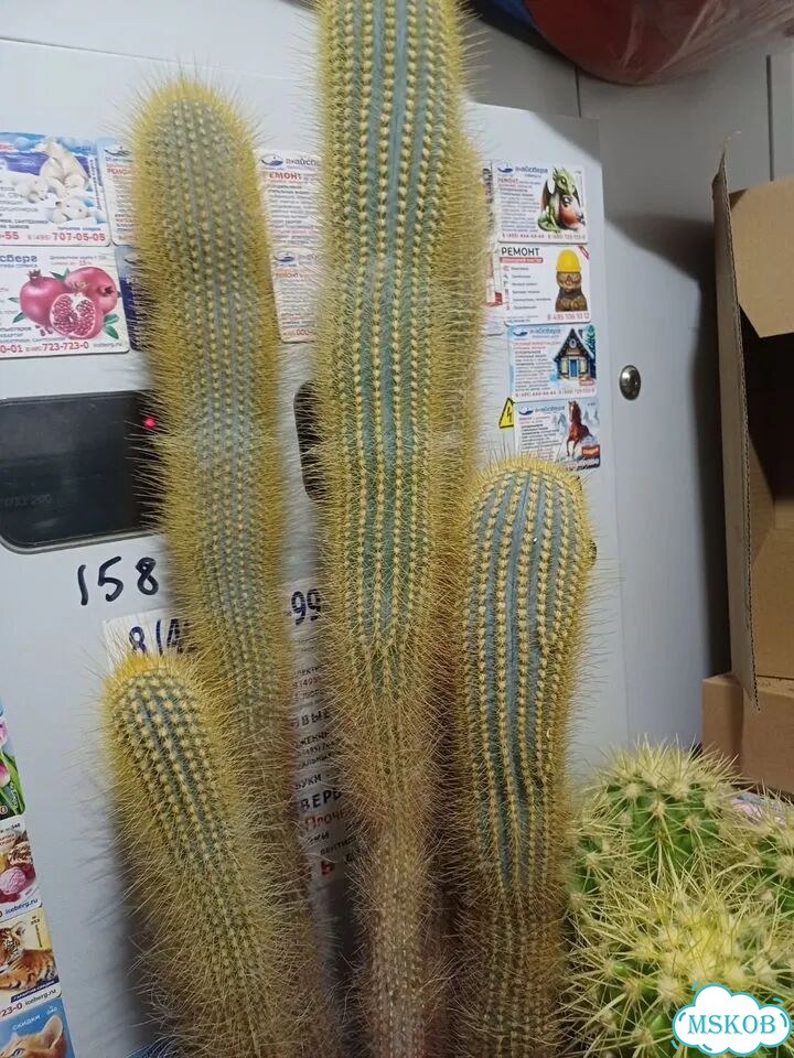 Кактус большой живой фото 5