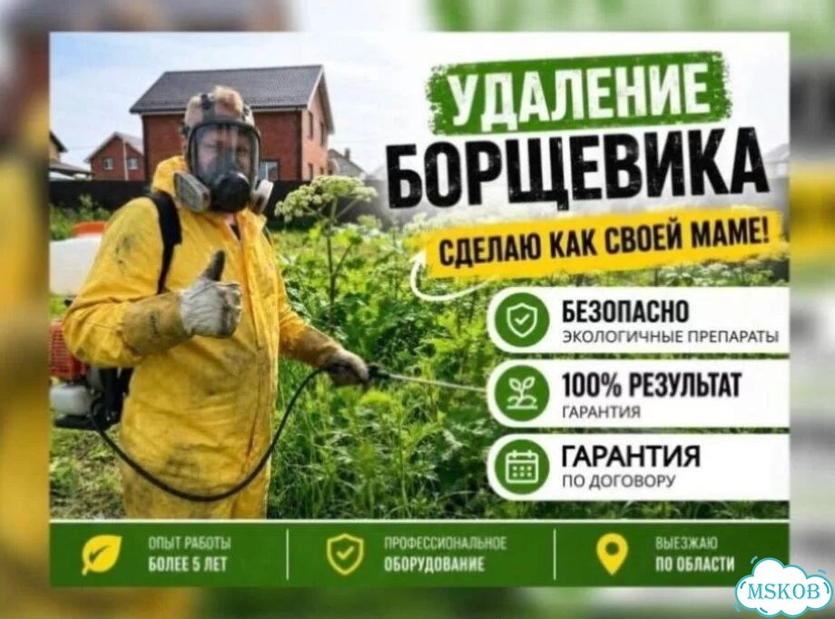 Уничтожение борщевика с гарантией гибели корня фото 1