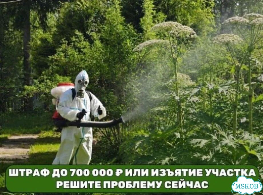 Уничтожение борщевика с гарантией гибели корня фото 10