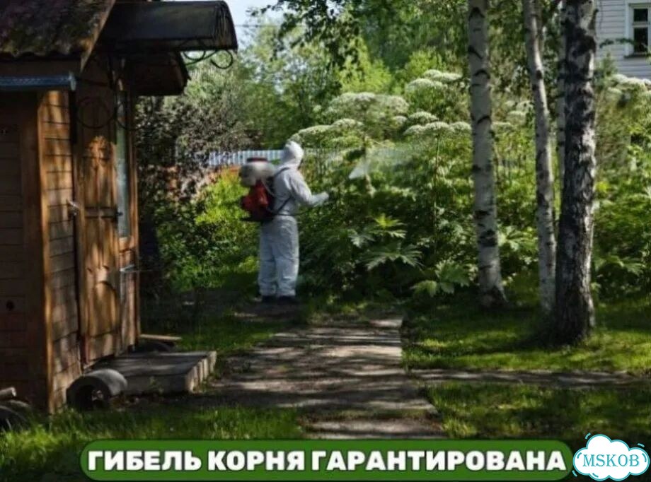 Уничтожение борщевика с гарантией гибели корня фото 2