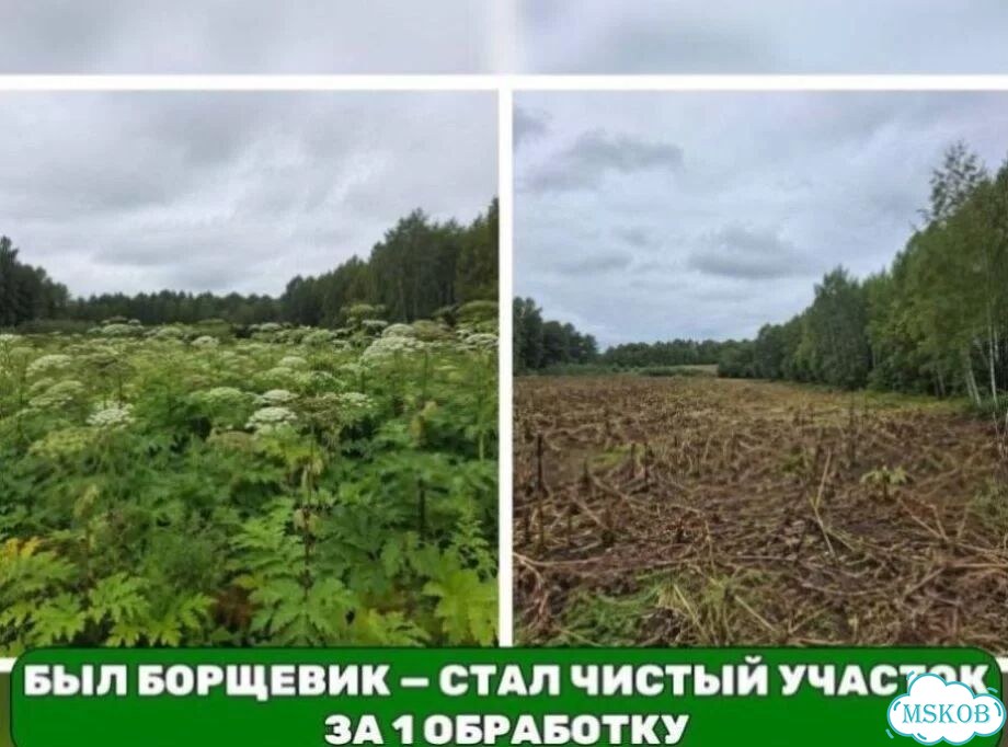 Уничтожение борщевика с гарантией гибели корня фото 3