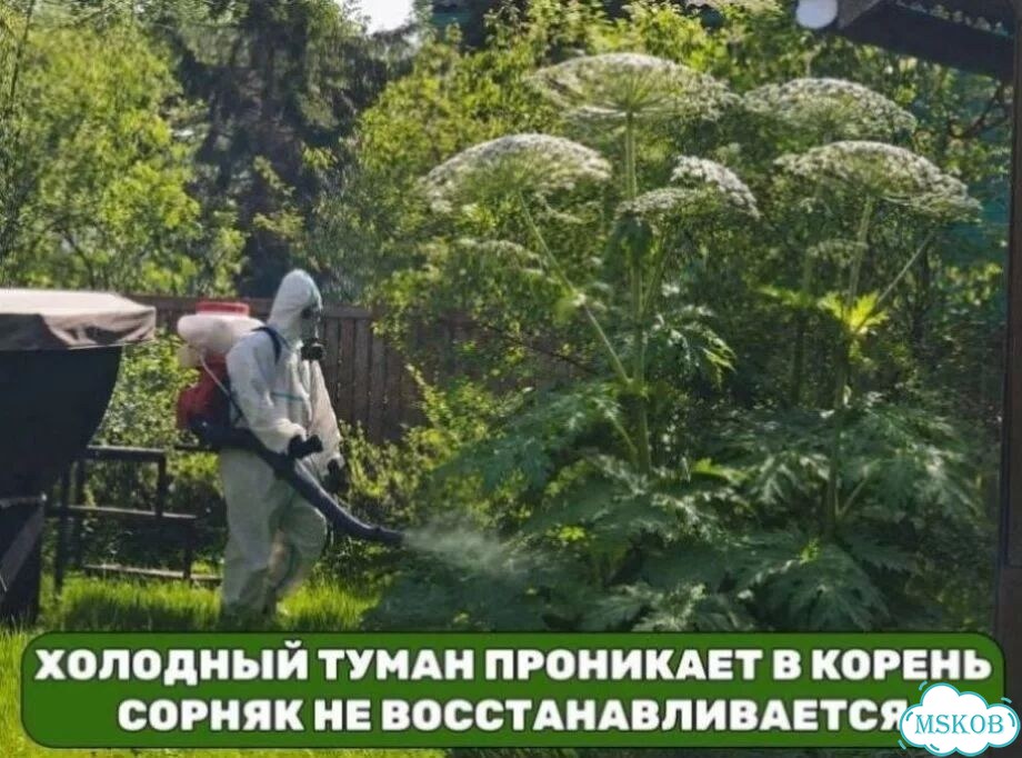 Уничтожение борщевика с гарантией гибели корня фото 4