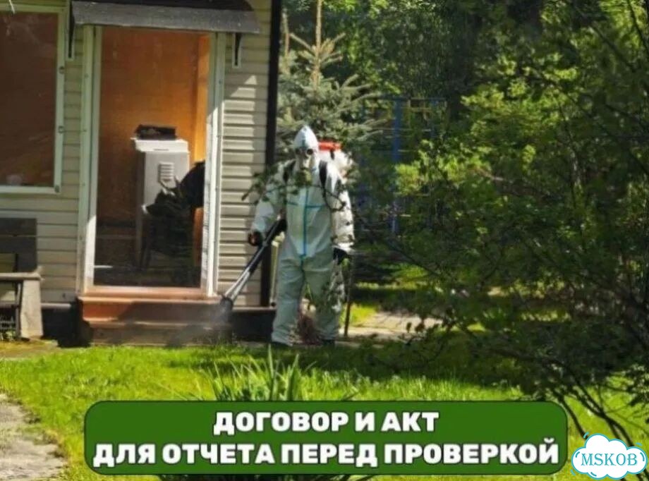 Уничтожение борщевика с гарантией гибели корня фото 5
