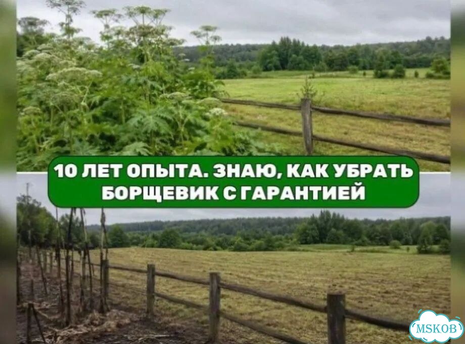 Уничтожение борщевика с гарантией гибели корня фото 6