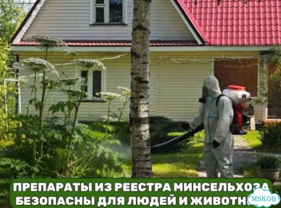 Уничтожение борщевика с гарантией гибели корня фото 7