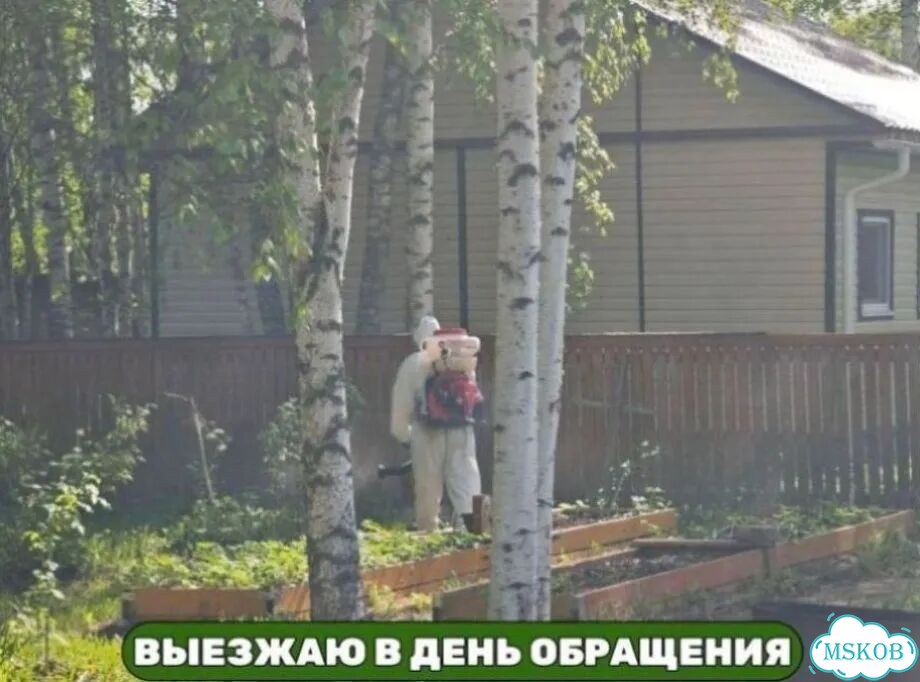 Уничтожение борщевика с гарантией гибели корня фото 8