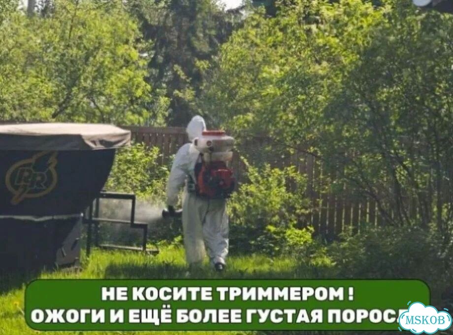 Уничтожение борщевика с гарантией гибели корня фото 9