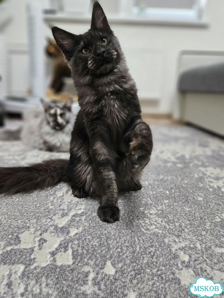 Мейн-кун котёнок фото 1