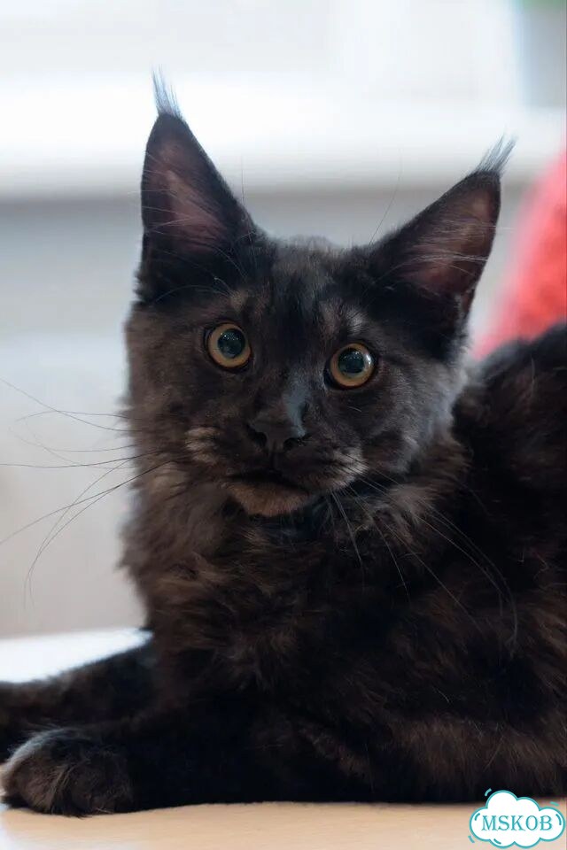 Мейн-кун котёнок фото 3
