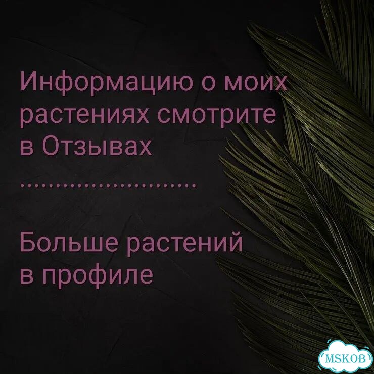 Филодендрон биллитау вариегатный billietiae var фото 5