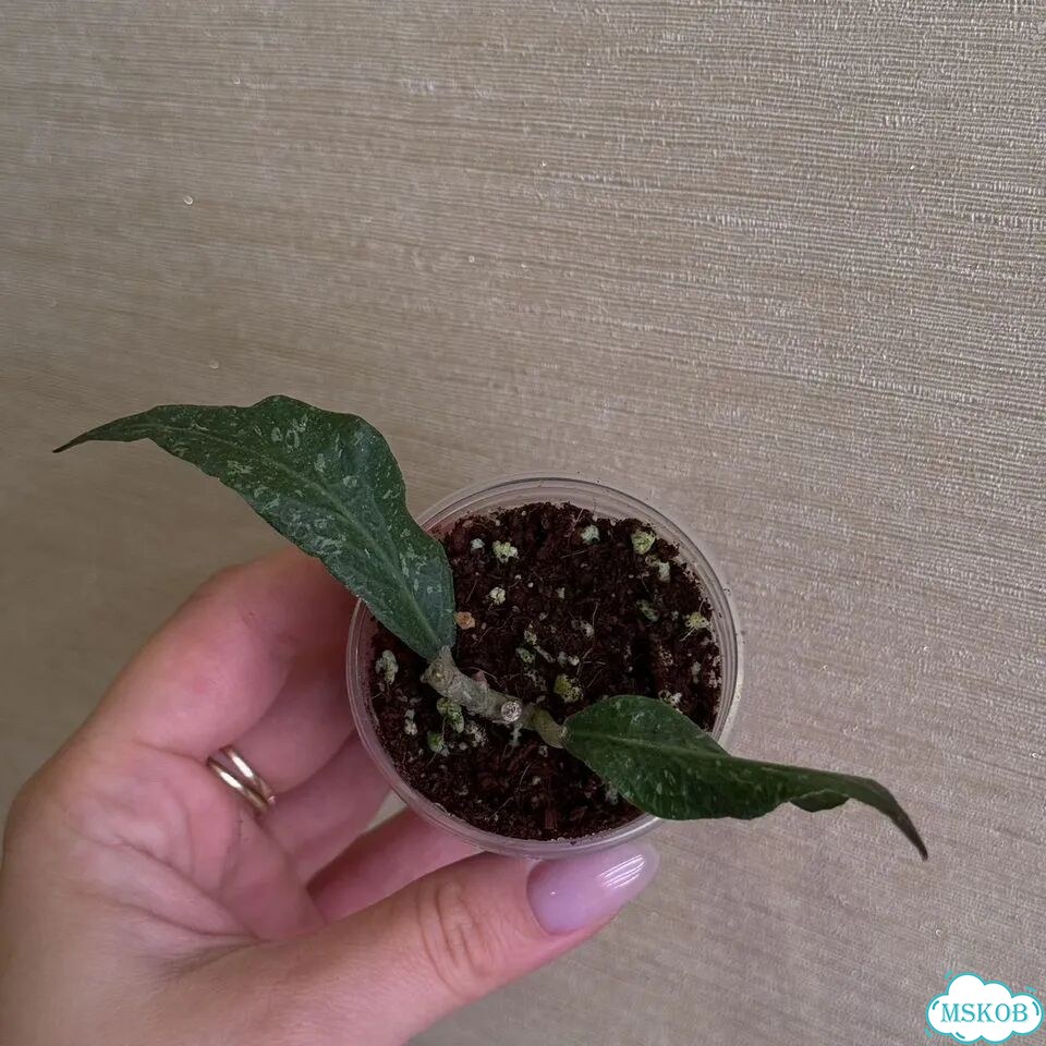 Hoya aceh z3 фото 1
