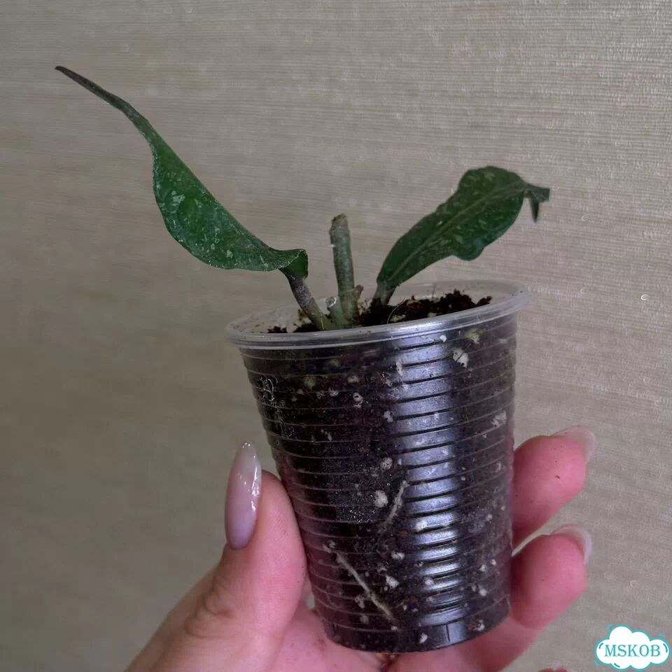 Hoya aceh z3 фото 2