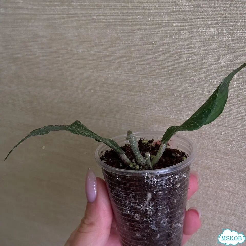 Hoya aceh z3 фото 3
