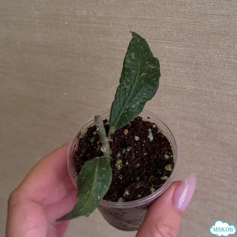 Hoya aceh z3 фото 4