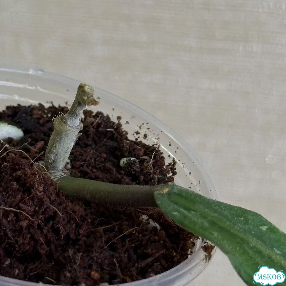 Hoya aceh z3 фото 6