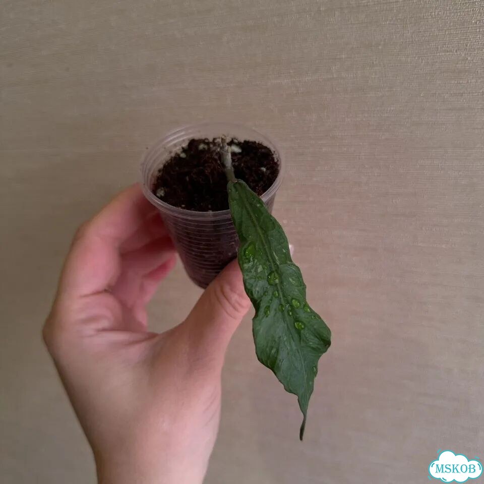 Hoya aceh z3 фото 8