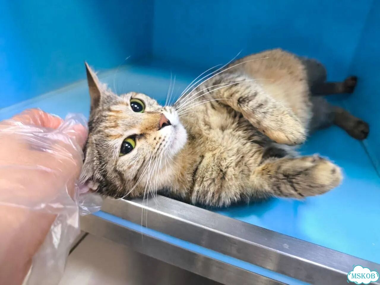 Котёнок в добрые руки фото 2