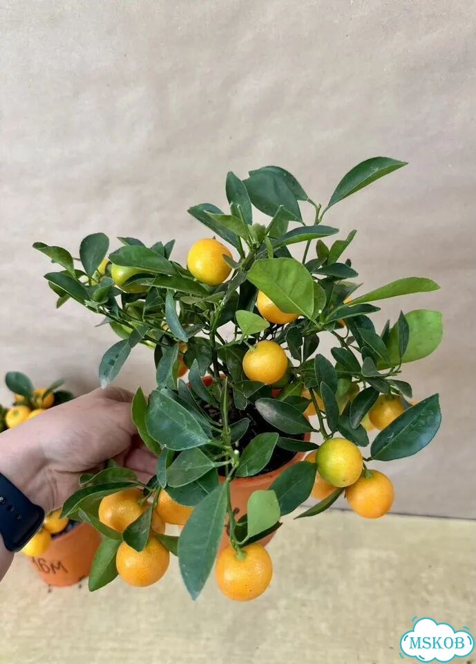 Мандариновое дерево с плодами фото 3