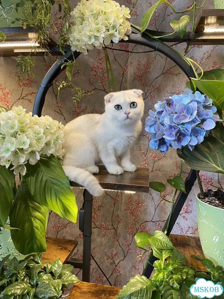 Шотландский вислоухий короткошёрстный котёнок фото 1