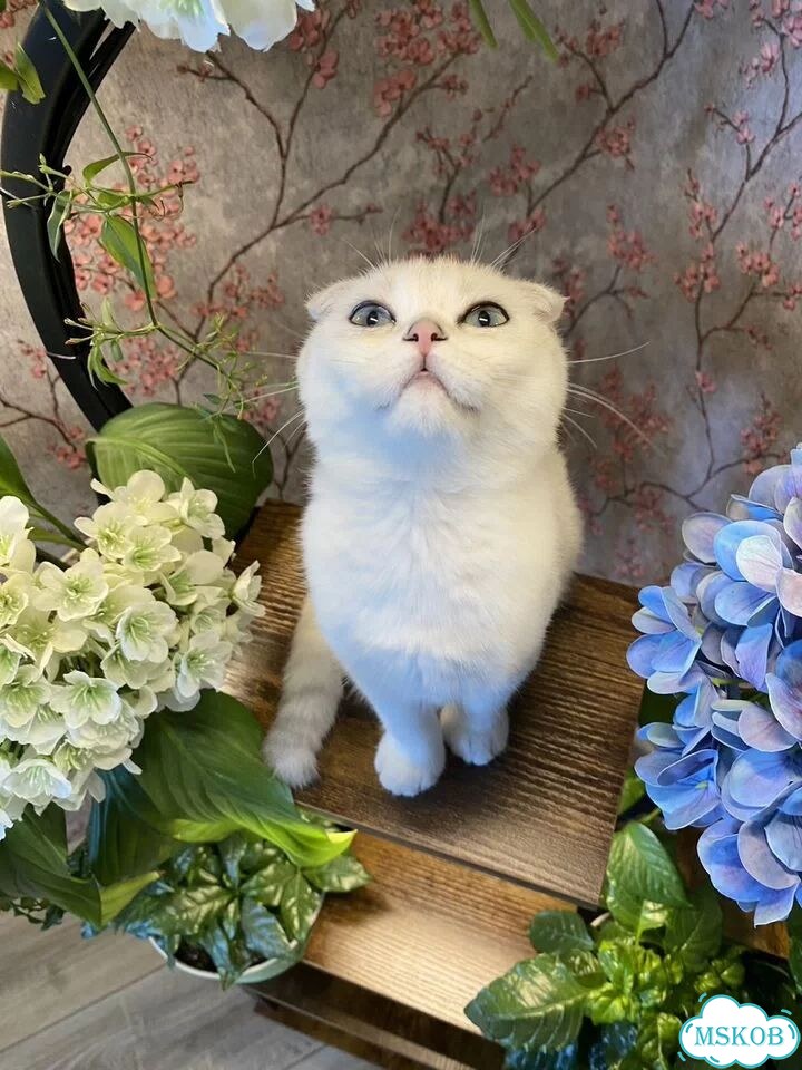 Шотландский вислоухий короткошёрстный котёнок фото 10